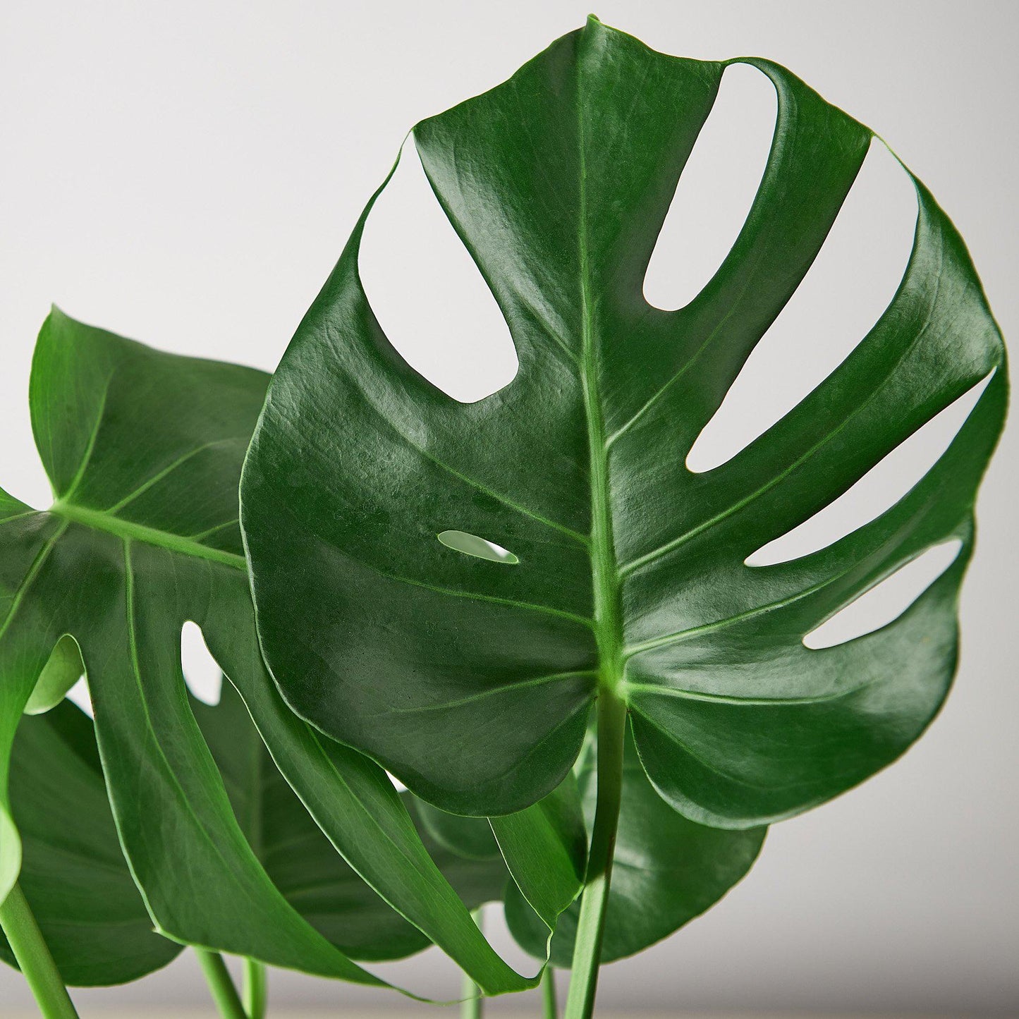 Philodendron Monstera Deliciosa