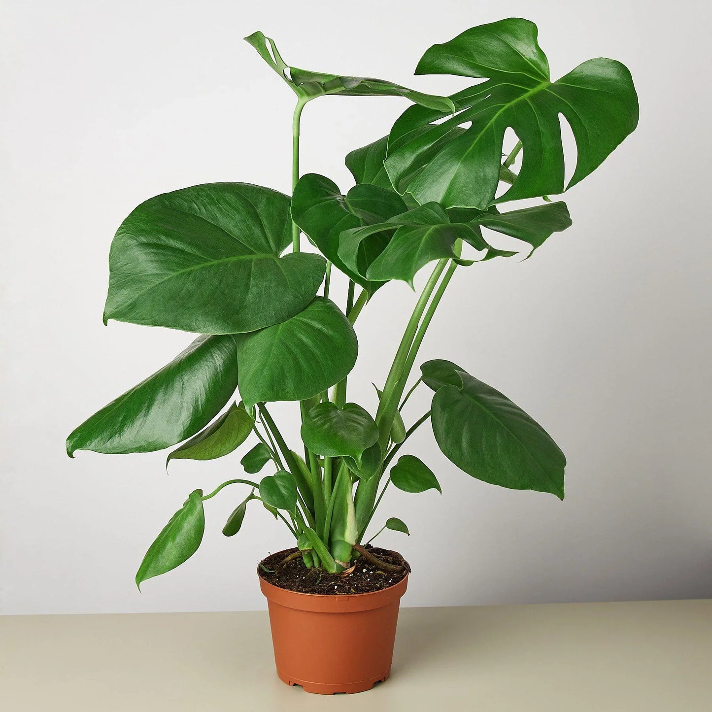 Philodendron Monstera Deliciosa