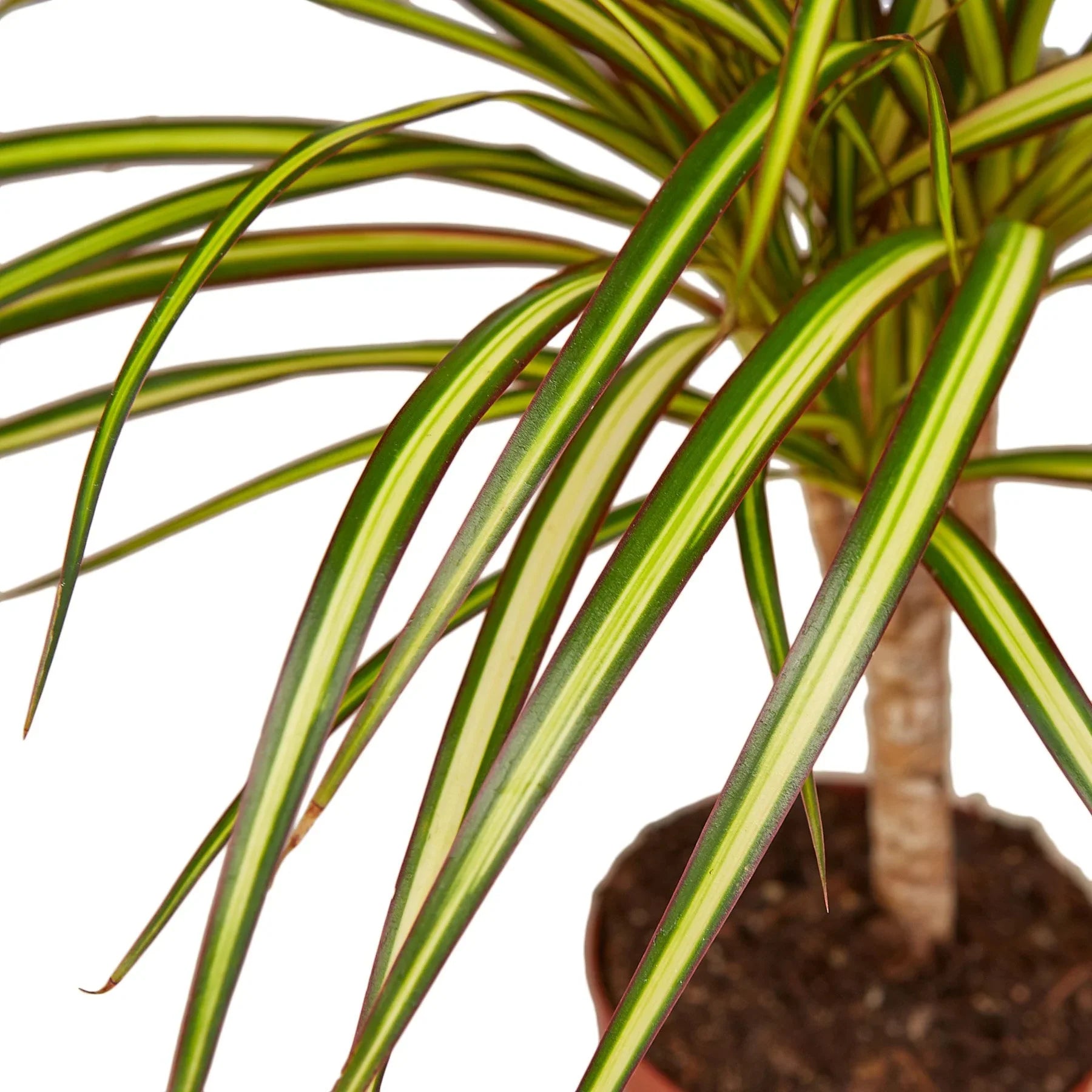 monstera dracaena Dracaena Marginata 'Sunshine'