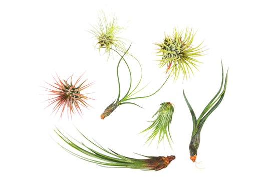 Tillandsia Air Plant Variety Pack  - 7 pack