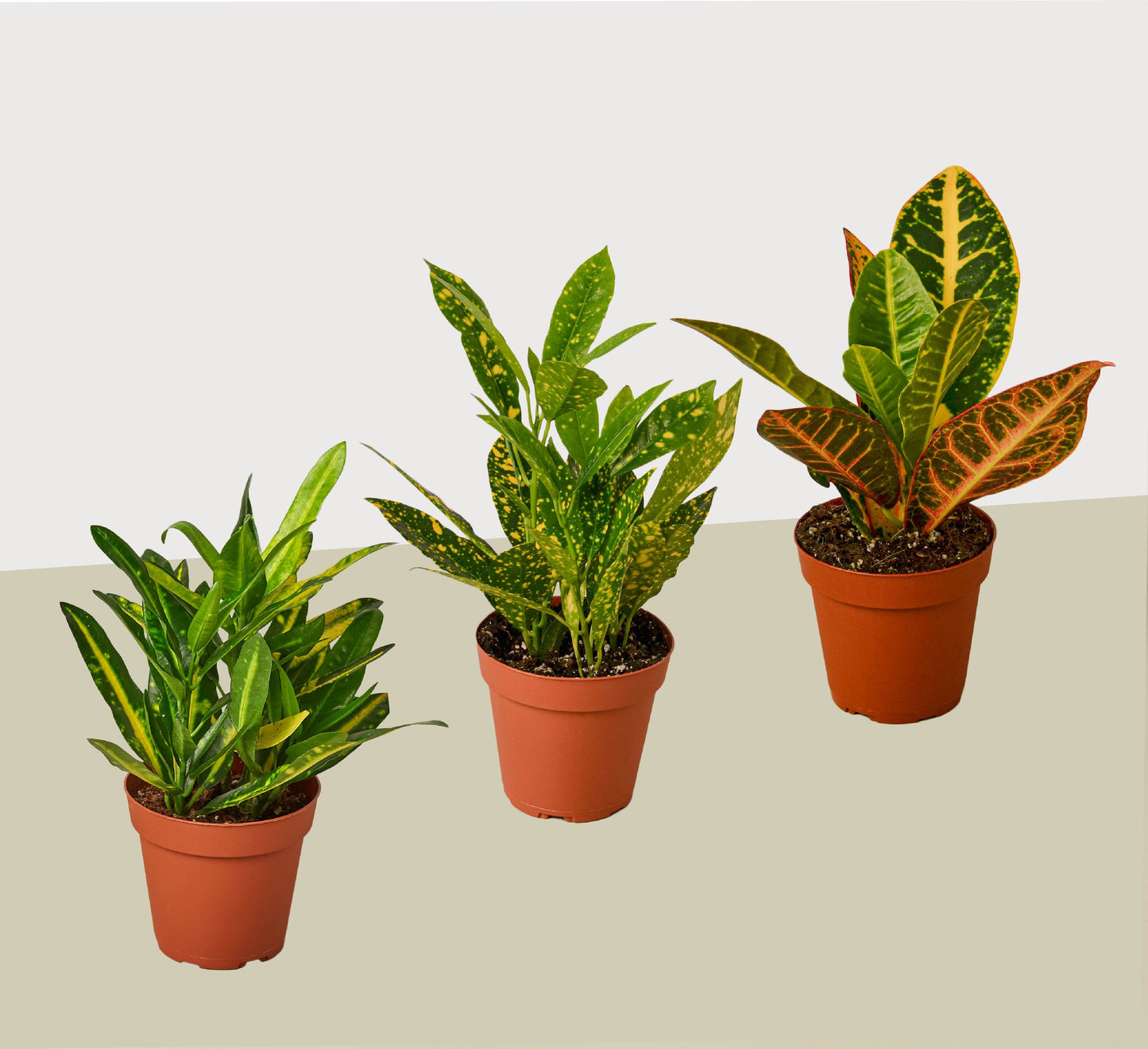 3 Croton Variety Pack - 4" Pots