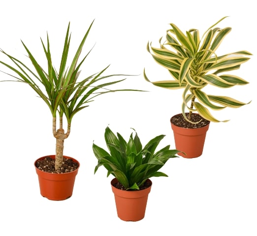 3 Dracaenas Variety Pack - 4" Pots