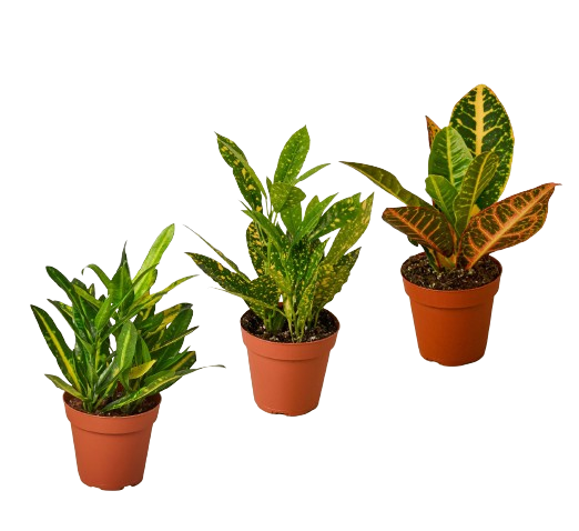 3 Croton Variety Pack - 4" Pots