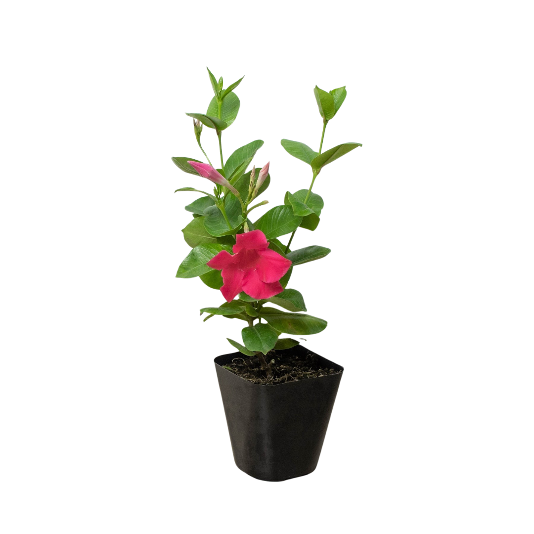 Dipladenia Premier Pink or White