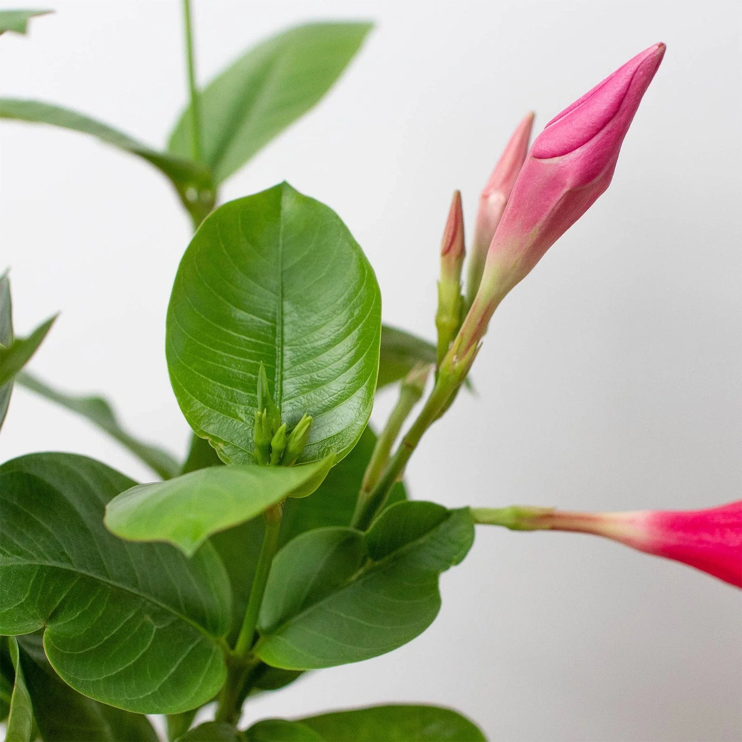 Dipladenia Premier Pink or White