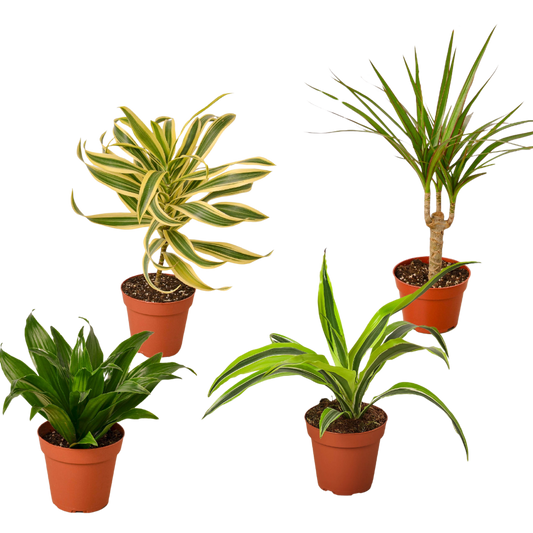 4 Dracaenas Variety Pack -  4" Pot