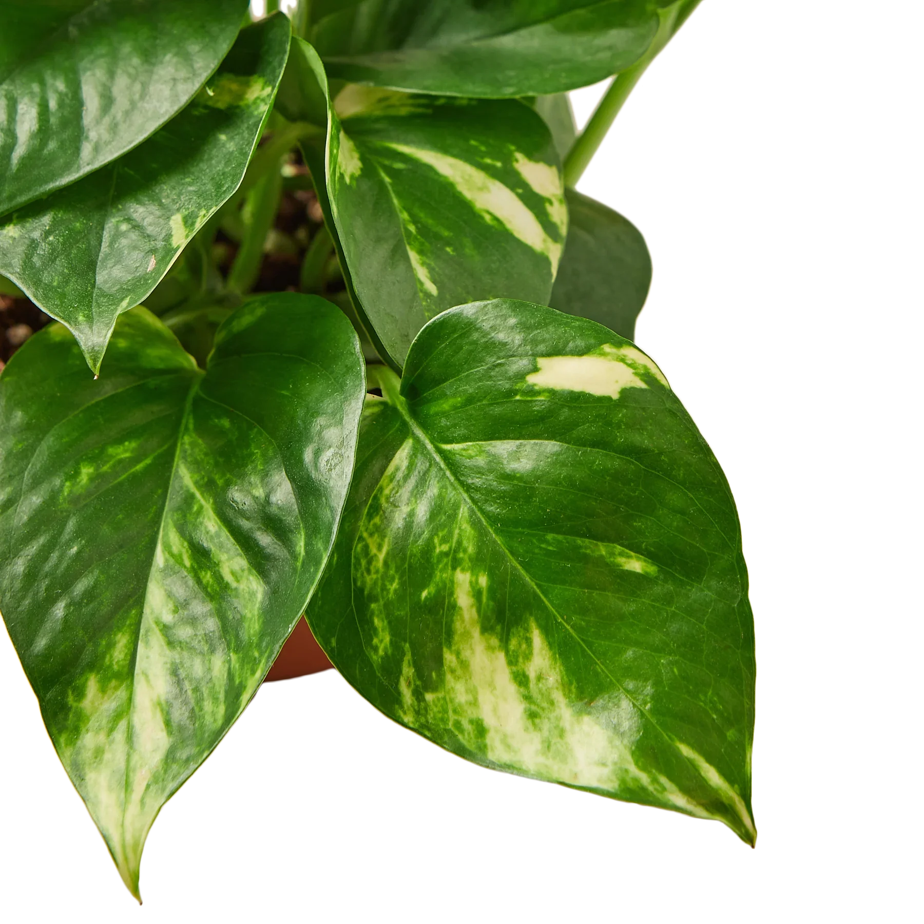 golden monstera plant Pothos 'Golden' – The Gilded Monstera