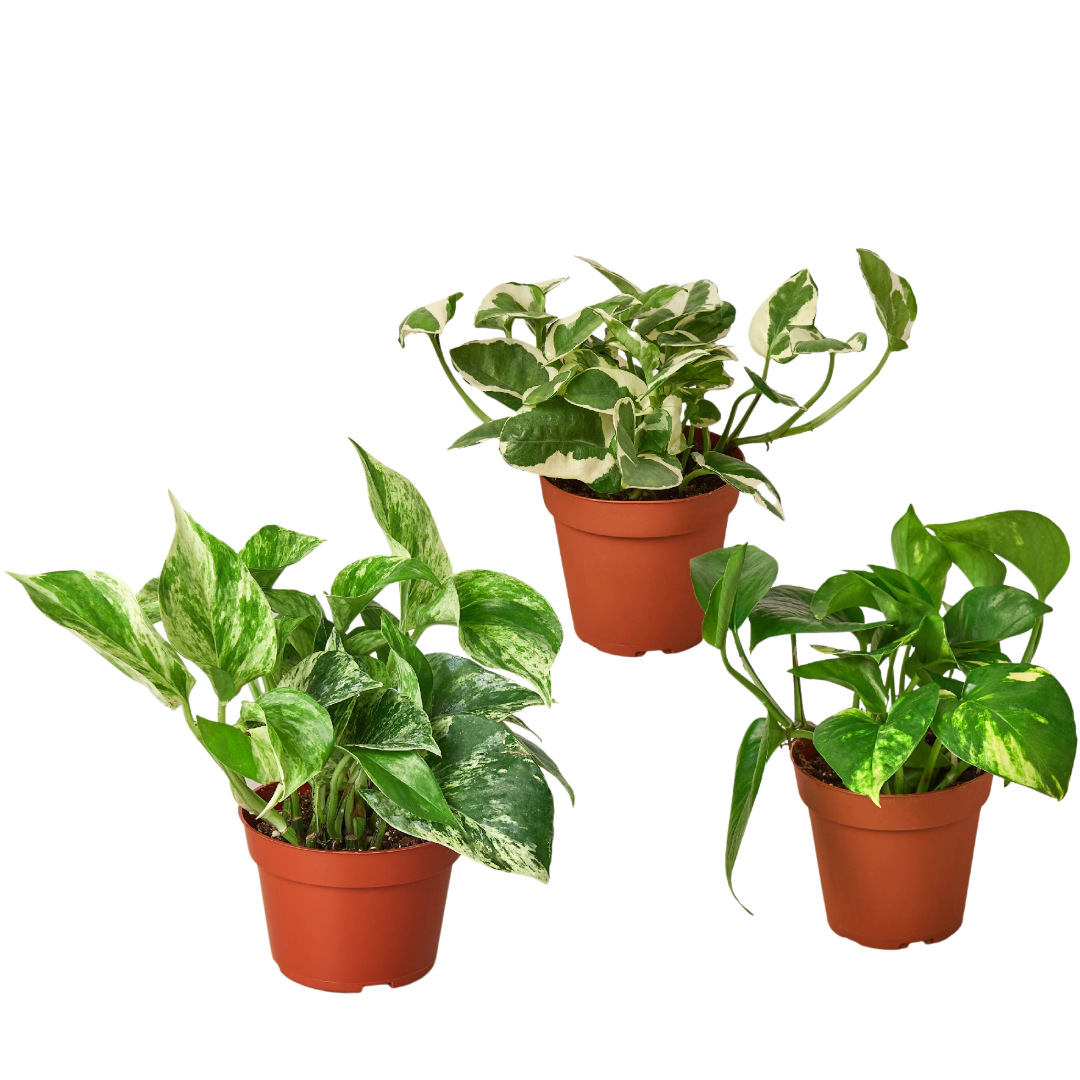 3 Pothos Variety Pack - 4" Pot