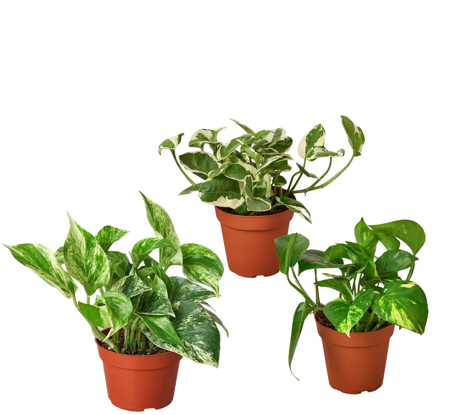 3 Pothos Variety Pack - 4" Pot