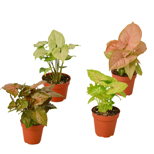 4 Syngonium Plants (Arrowhead Plants) Variety Pack - 4" Pot