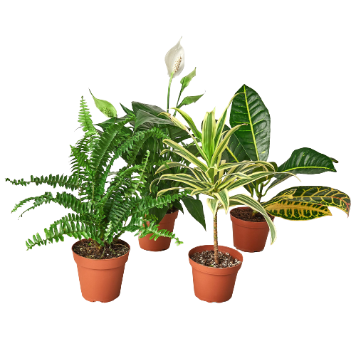 Mystery Air Purifying Variety Bundle