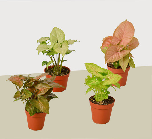 4 Syngonium Plants (Arrowhead Plants) Variety Pack - 4" Pot