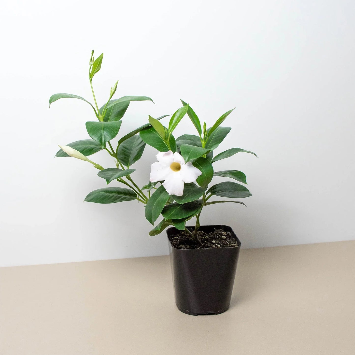 Dipladenia Premier Pink or White