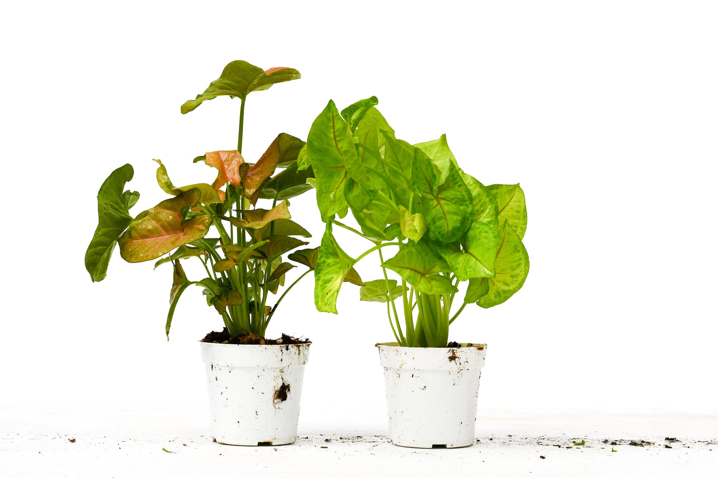 2 Syngonium Variety (Arrowhead Plant) - 4" Pots