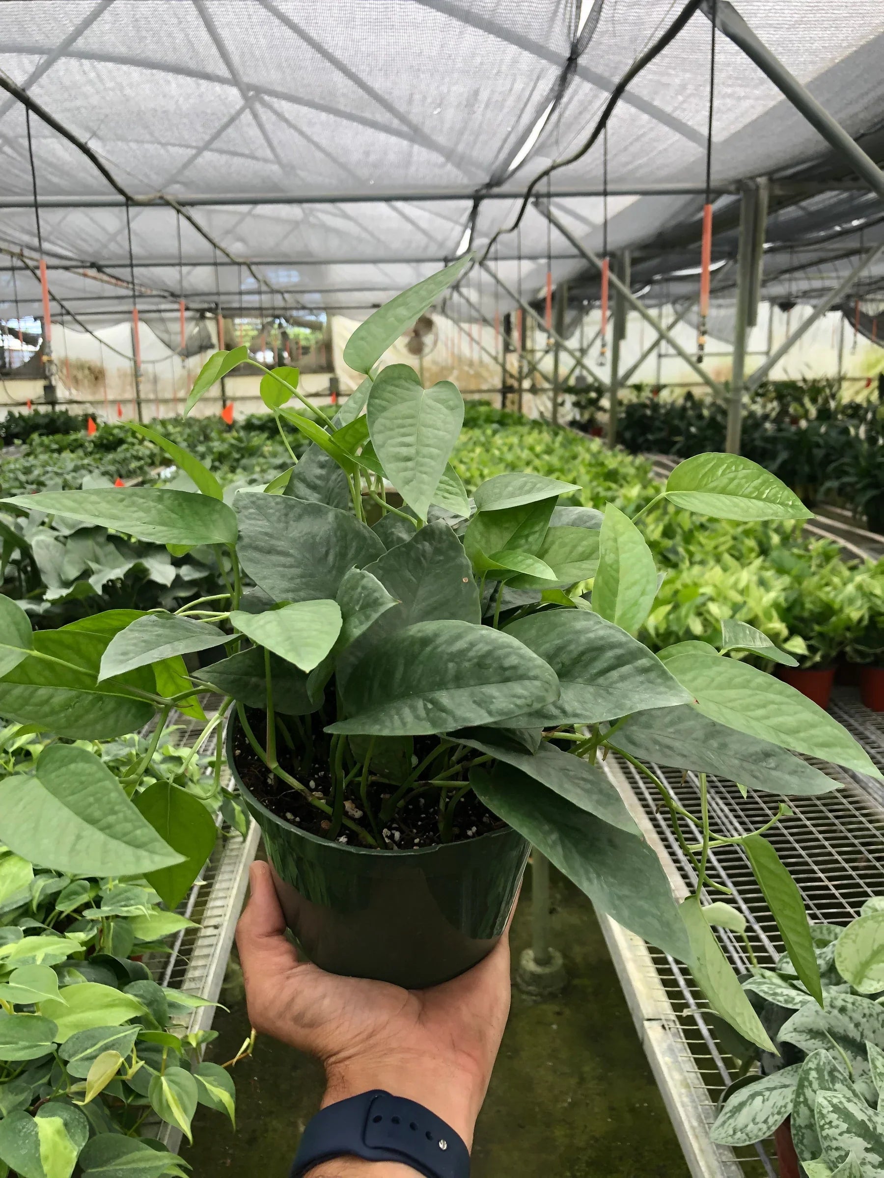 cebu blue monstera Pothos 'Cebu Blue' – The Gilded Monstera
