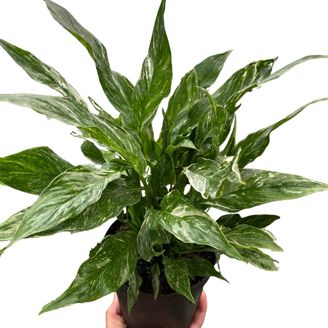Variegated Spathiphyllum 'Domino' Peace Lily