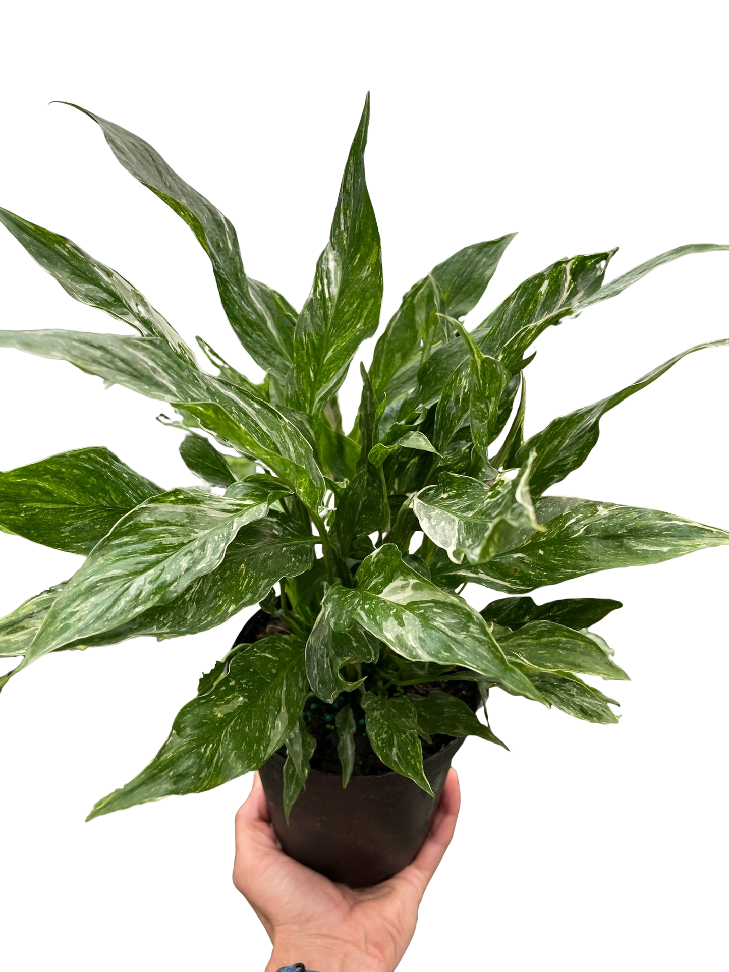Variegated Spathiphyllum 'Domino' Peace Lily