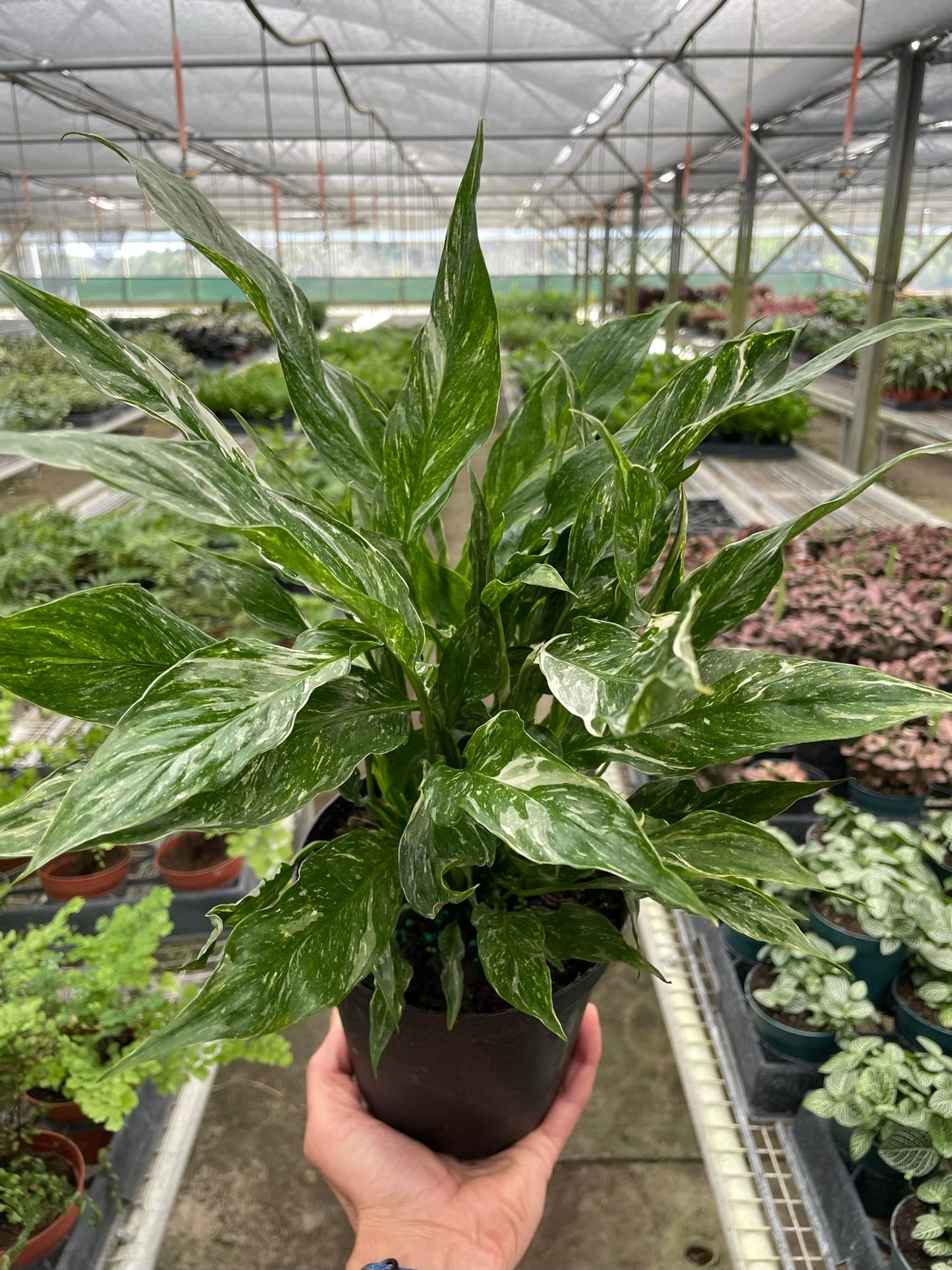 Variegated Spathiphyllum 'Domino' Peace Lily