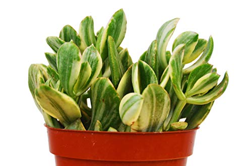 Crassula Ovata 'Variegated Jade' Succulent