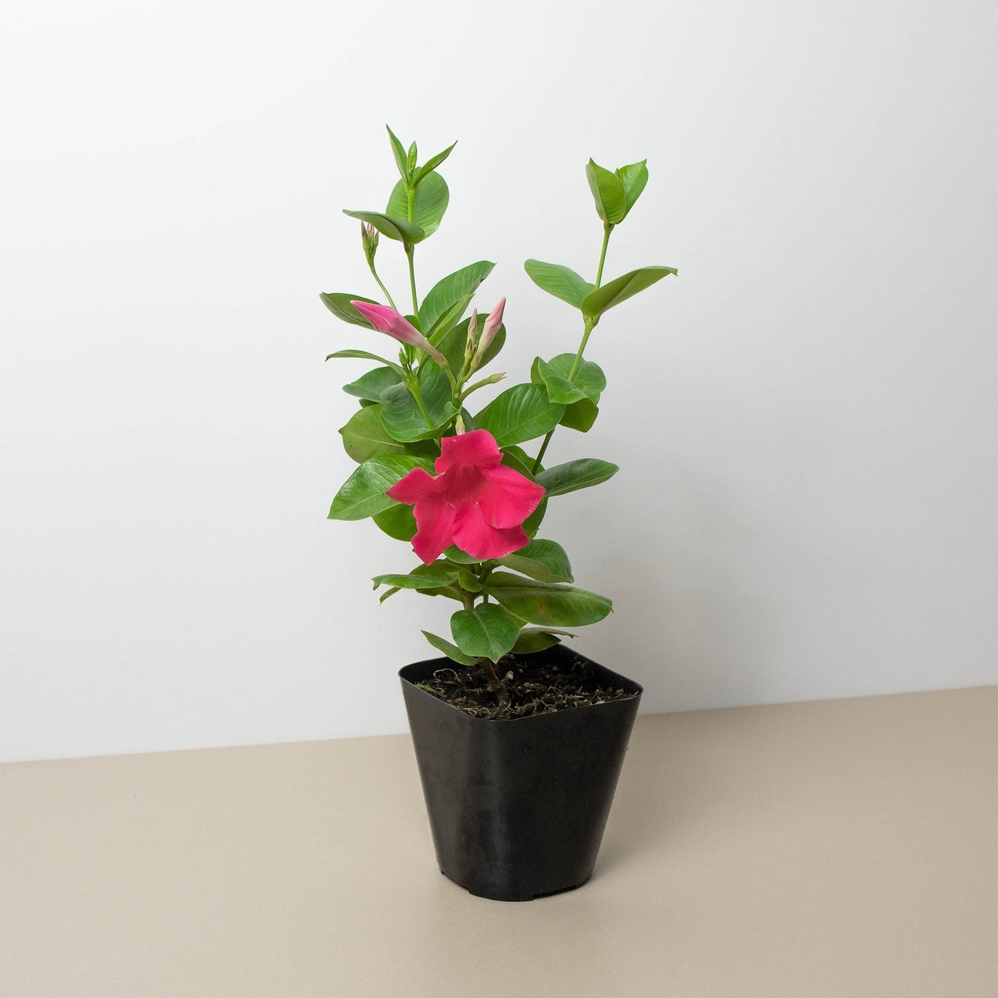 Dipladenia Premier Pink or White