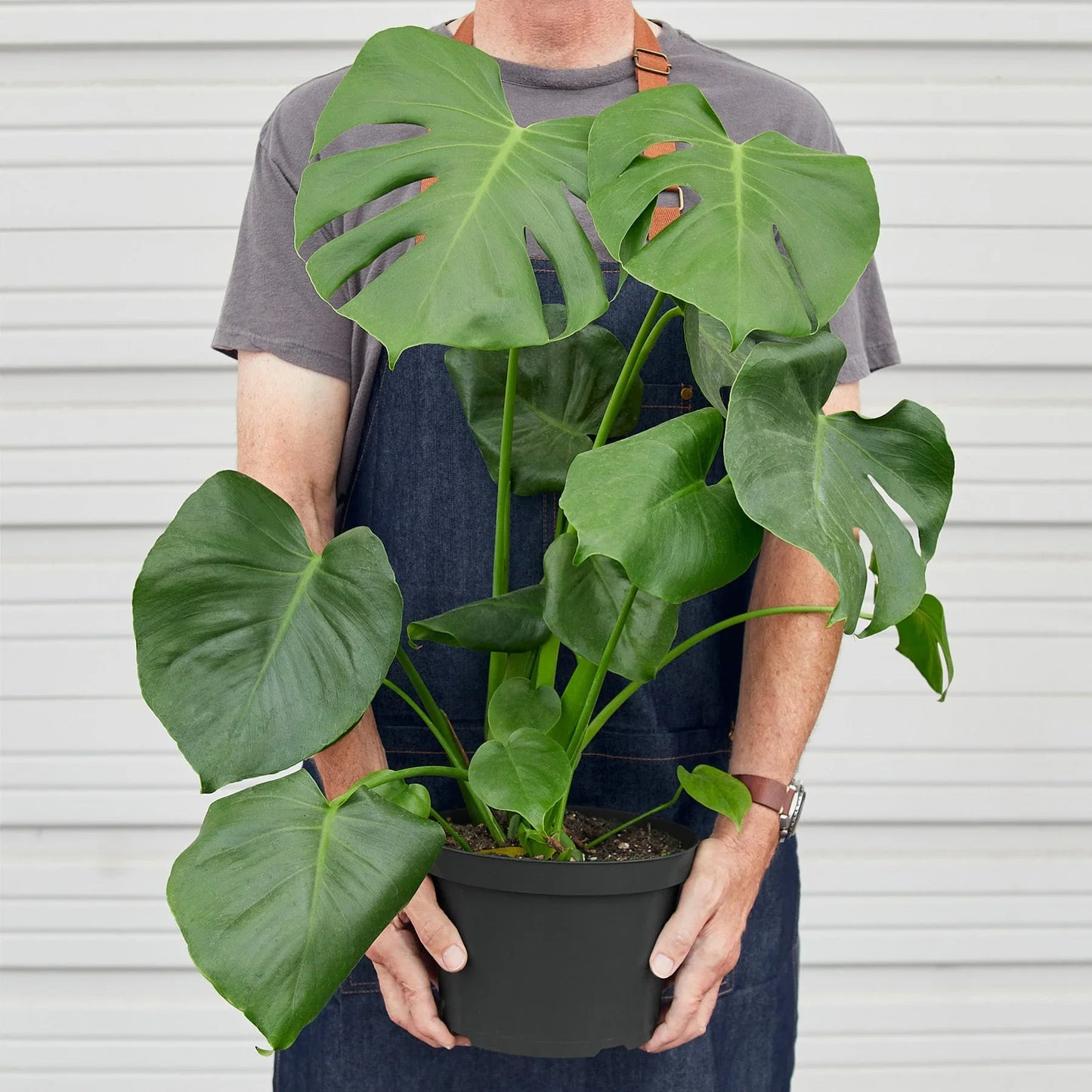 Philodendron Monstera Deliciosa