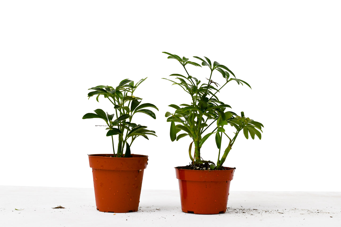 2 Different Schefflera Plants Variety Pack - 4" Pots