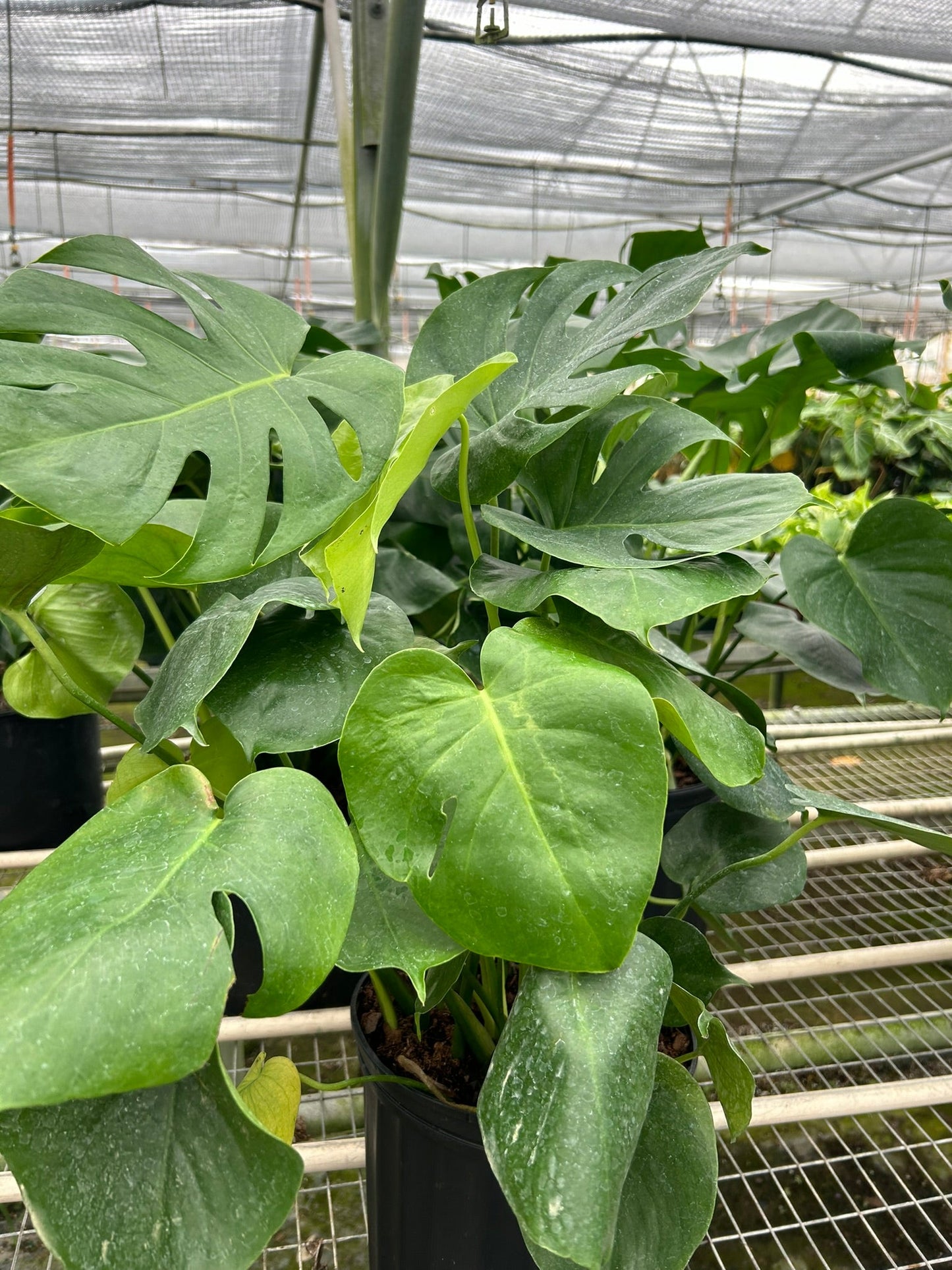 Philodendron Monstera Deliciosa