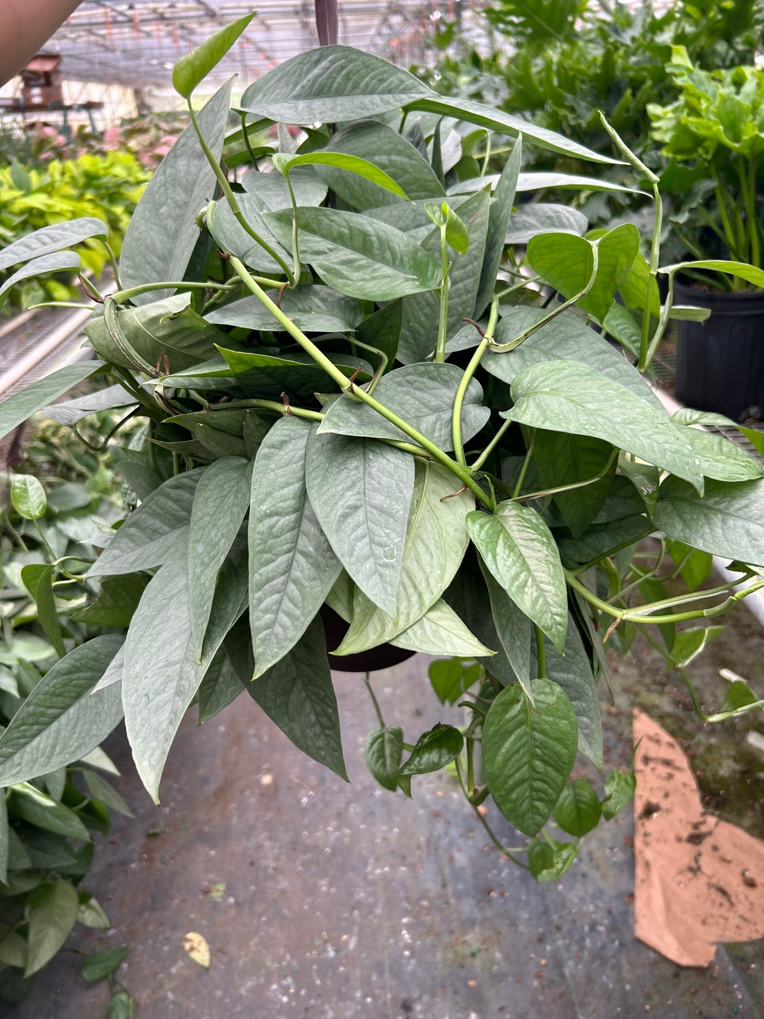 Pothos 'Cebu Blue'  The Gilded Monstera