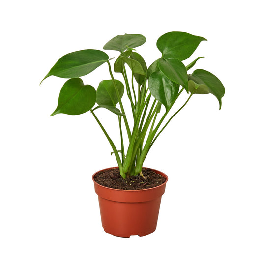 Philodendron Monstera Deliciosa
