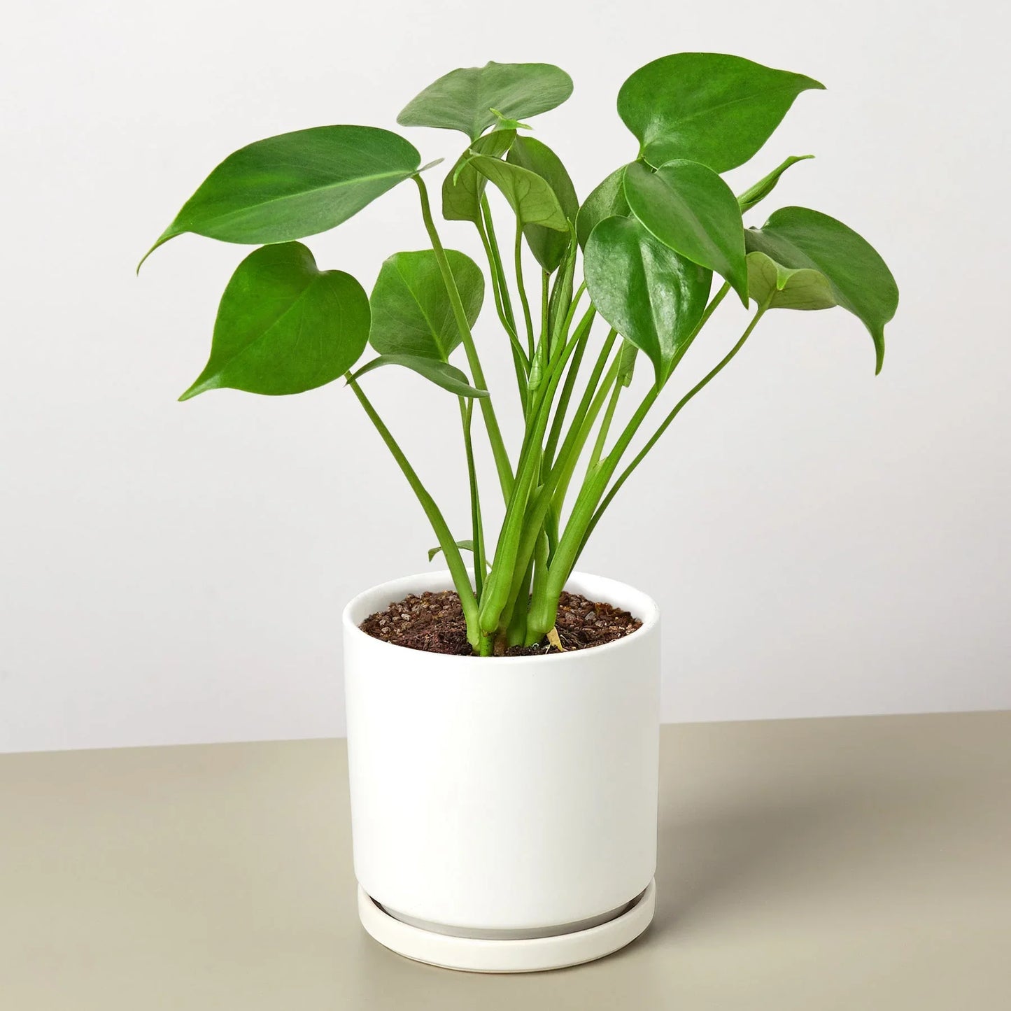 Philodendron Monstera Deliciosa