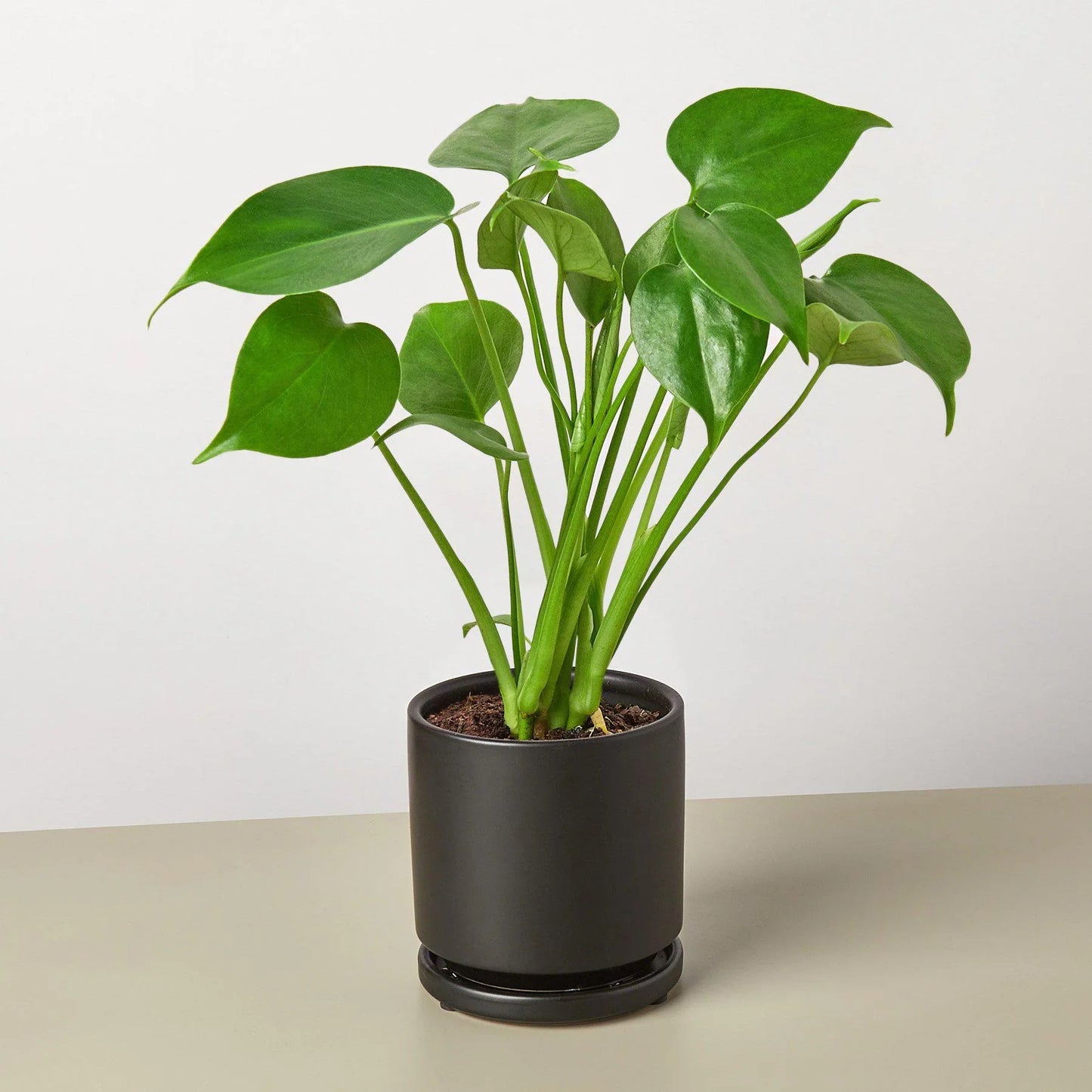 Philodendron Monstera Deliciosa