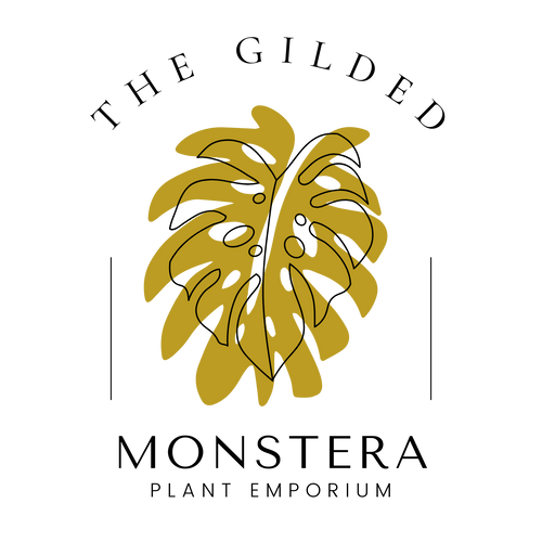 The Gilded Monstera