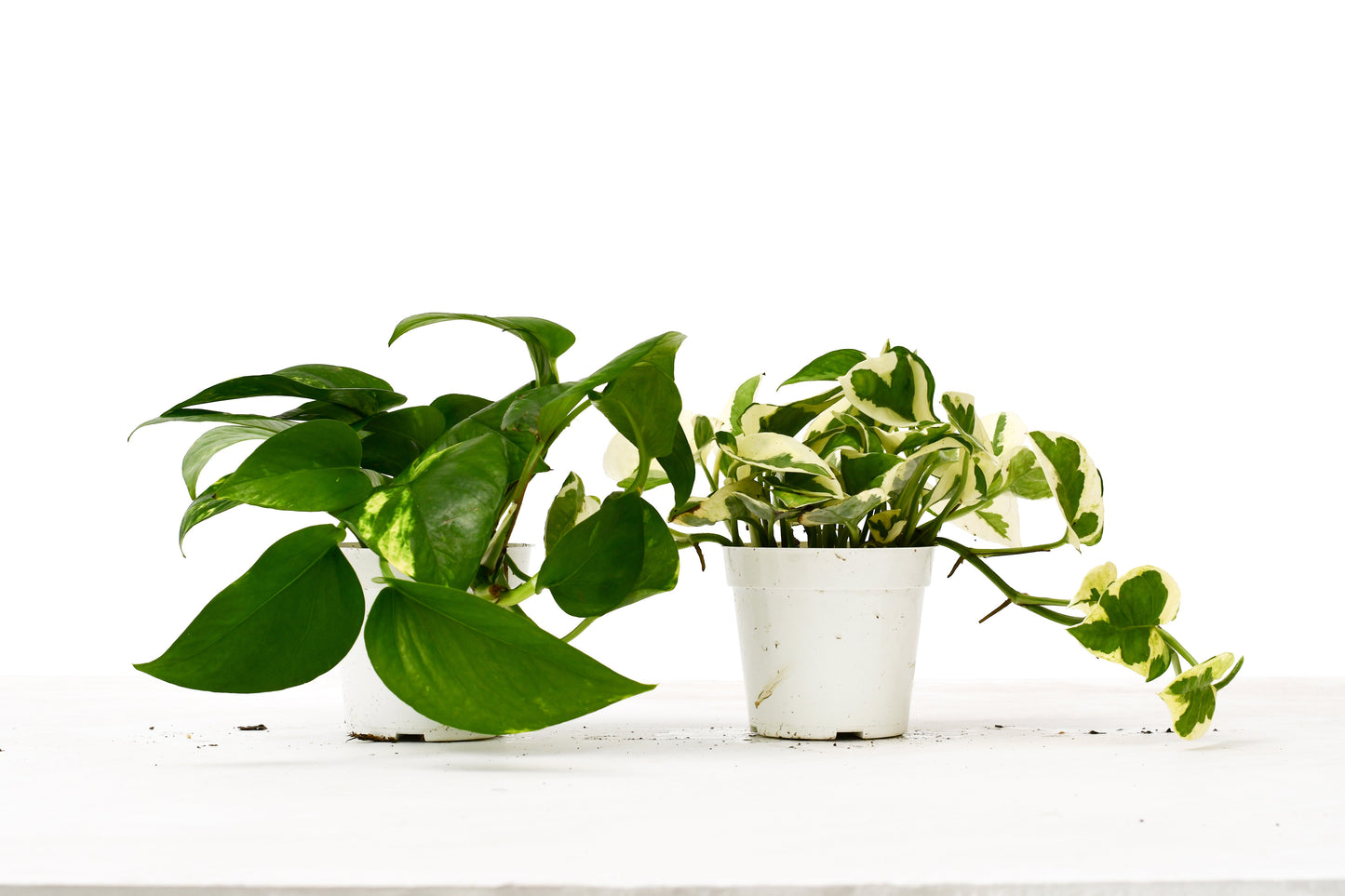 2 Pothos Variety Pack - 4" Pots